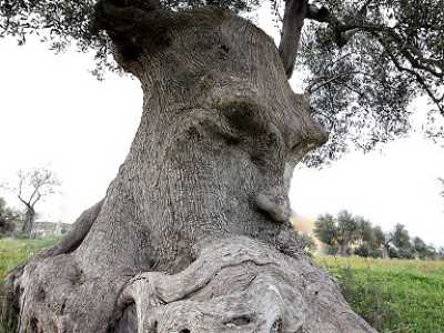 Ginosa, le foto dell'ulivo pensante